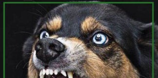 دقائق قبل أن يموت بعضة كلب…!