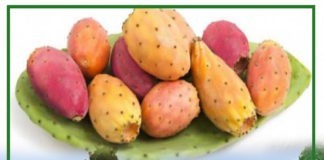 التين الشوكي والثروة المهدورة