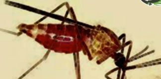 حملة لرش مبيد الملاريا في أربع مديريات بمحافظة إب