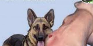 مكتب الصحة يعلن عن قرب افتتاح 4 وحدات داء الكلب في محافظة إب