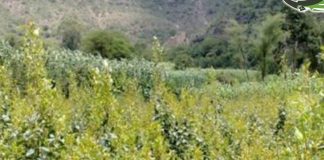 4 قتلى خلال أسبوع في منطقة واحدة بمديرية السبرة