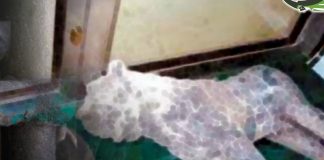 القبض على متهمين بسرقة مقتنيات أثرية في السدة وفرار آخرين في بعدان