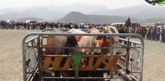 صلح قبلي ينهي قضية قتل بين أسرتين