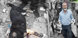 طبيب بيطري ينقذ حياة كلب تعرض لحادث مروري في مدينة إب