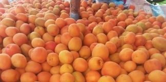 البرقوق في السوق