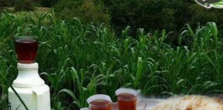 “الشراقة ” والزراعة في ريف إب