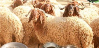 بين أضاحي العيد ولقمة العيش دموع لا تجف