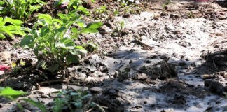 كارثة صحية وبيئية تهدد مدينة إب