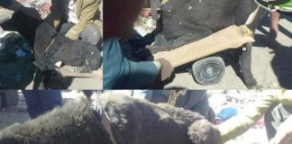 مبادرة إنسانية في يريم لمساعدة كلب مصاب بداء الشلل