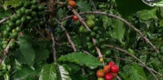 مناقشة خطة غرس مليوني شجرة بُن بإب