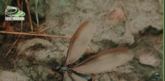 النمل الأبيض ( الشضوة )