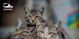 ماذا تناودنها في منطقتكم ؟