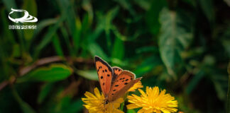 صباح الفراشات التي تستنشق رائحة الزهور بين الألوان الجميلة