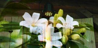 هي إلا مكلف …!