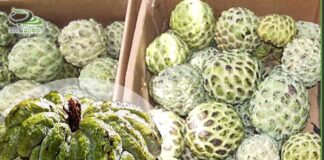 الخرمش ” فاكهة القشطة ” المتجول في إب