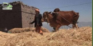 محافظة إب تدلف موسم الحصاد الزراعي