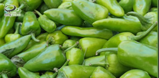 الفلفل .. أو البسباس