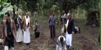 تدشين زراعة البُن في وادي عنه بإب