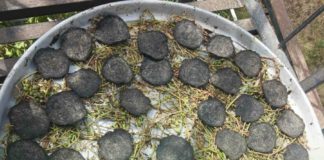 شجرة “الحلقة” كنزا من كنوز الطبيعة في محافظة إب