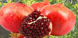 ماهو سعر كيلو #الرمان في أسواق منطقتكم حالياً ؟