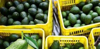 ماهو السعر الحالي لـ #الأفكادو في أسواق منطقتكم اليوم ؟ #أفكادوا