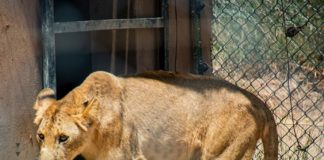 هروب لبؤة من حديقة حيوان إب وتحذيرات للأهالي