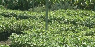 تدشين موسم التشجير للعام الجاري في إب